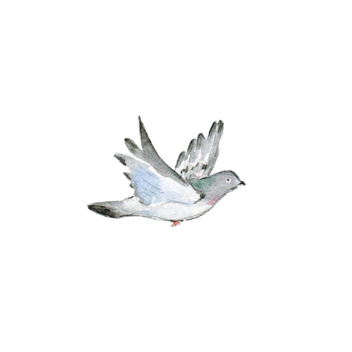pigeon-flying-illustration-art-animated-gif